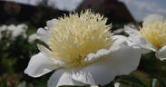 Dream Mist peony photo