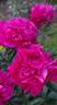 Kansas peony photo