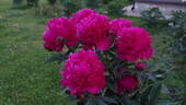 Kansas peony photo
