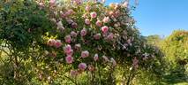 Blairii No. 2 rose photo