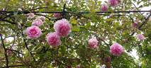 Blairii No. 2 rose photo