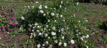 Blanchefleur rose photo