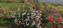 Blush Noisette rose photo