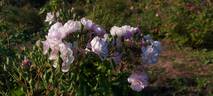 Blush Noisette rose photo