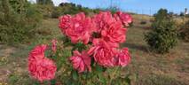 Bonn rose photo