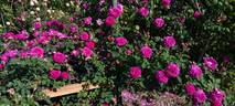Gipsy Boy rose photo
