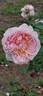 Carméline ® rose photo