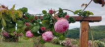 Centifolia Bullata rose photo