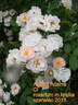 Abigail Adams rose photo