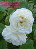 Madeleine Seltzer rose photo