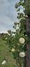 Clarence House rose photo