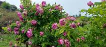 Commandant Beaurepaire rose photo