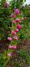 Commandant Beaurepaire rose photo