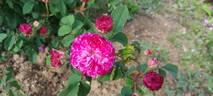 Cramoisi Picoté rose photo