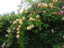 Crépuscule rose photo