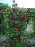 Crimson Glory, Cl. rose photo