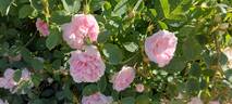Cuisse de Nymphe rose photo