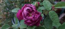 Deuil de Paul Fontaine rose photo