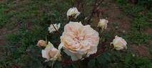 Devoniensis rose photo