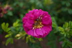 Aromatic™ Aurora rose photo