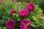 Aromatic™ Aurora rose photo