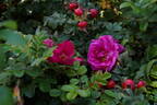Aromatic™ Aurora rose photo