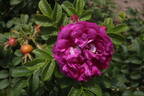 Aromatic™ Aurora rose photo