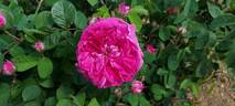 Duc de Guiche rose photo