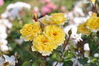 Nadia Zerouali ™ rose photo
