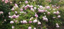 Duchesse d'Angoulême rose photo