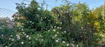 Duchesse de Brabant Cl. rose photo