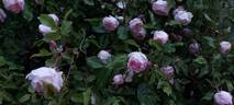 Duchesse de Brabant Cl. rose photo