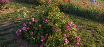 Duchesse de Rohan rose photo