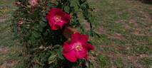Eddie's Jewel rose photo