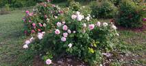Eglantyne rose photo