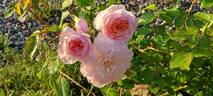 Elizabeth rose photo