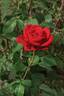 Burgundy™ Vaza ® rose photo