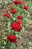 Burgundy™ Vaza ® rose photo