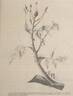 E. Veyrat Hermanos rose photo