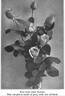 Lady Alice Stanley rose photo
