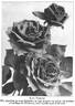 Templar rose photo