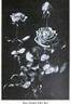 Francis Scott Key rose photo