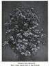 Hiawatha rose photo