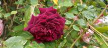 Empereur du Maroc rose photo