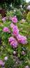 Enfant de France rose photo