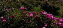 England's Rose rose photo
