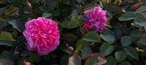 England's Rose rose photo