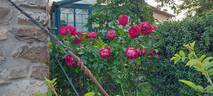 Eric Tabarly ® rose photo