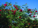 Étoile de Hollande, Cl. rose photo