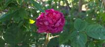 Eugénie Guinoisseau rose photo